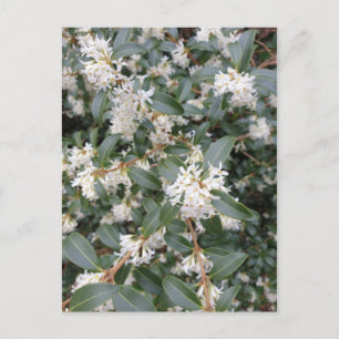 Tarjeta postal de Osmanthus Burkwoodii en el parqu