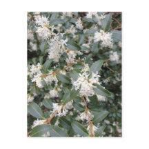 Tarjeta postal de Osmanthus Burkwoodii en el parqu