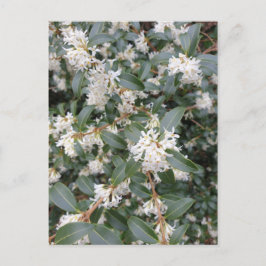 Tarjeta postal de Osmanthus Burkwoodii en el parqu