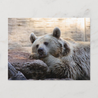 Tarjeta postal de oso diurno