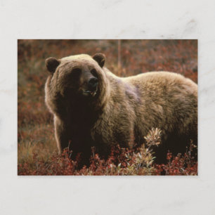 tarjeta postal de oso grizzly