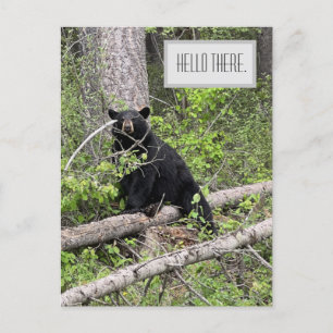 Tarjeta postal de oso negro Hello There