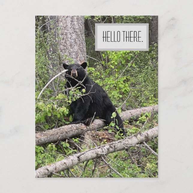 Tarjeta postal de oso negro Hello There (Anverso)