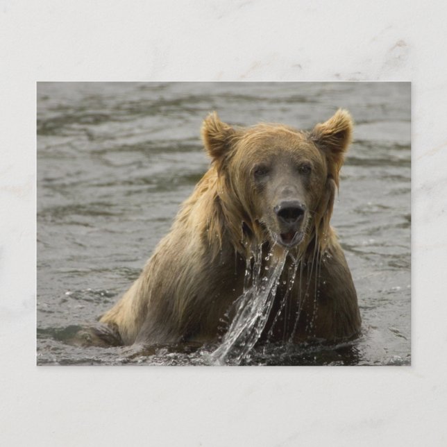 Tarjeta postal de oso pardo pescando (Anverso)