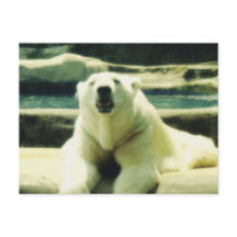 Tarjeta Postal de Oso Polar