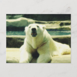 Tarjeta Postal de Oso Polar