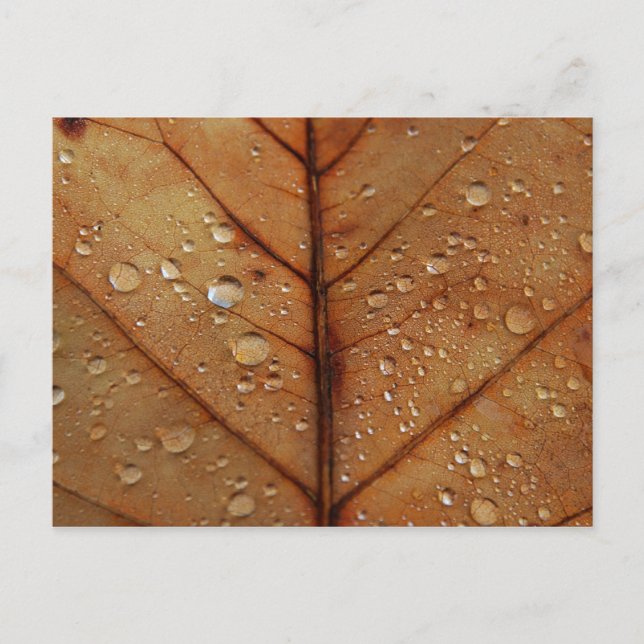 Tarjeta postal de otoño (Anverso)