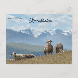 Tarjeta postal de ovejas en Kazajistán