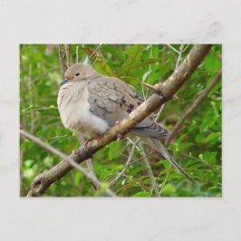 Tarjeta postal de pájaro Dove de luto