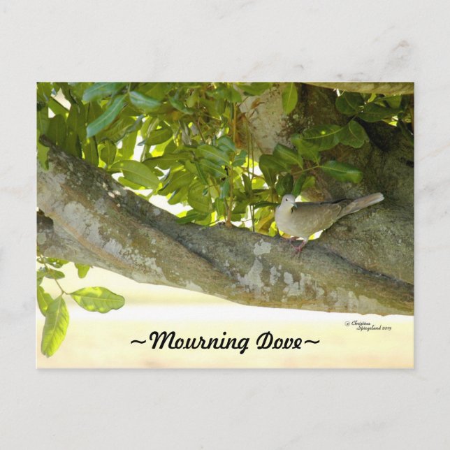 Tarjeta postal de pájaro Dove en gris (Anverso)