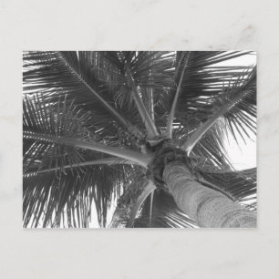 Tarjeta postal de Palma en blanco y negro