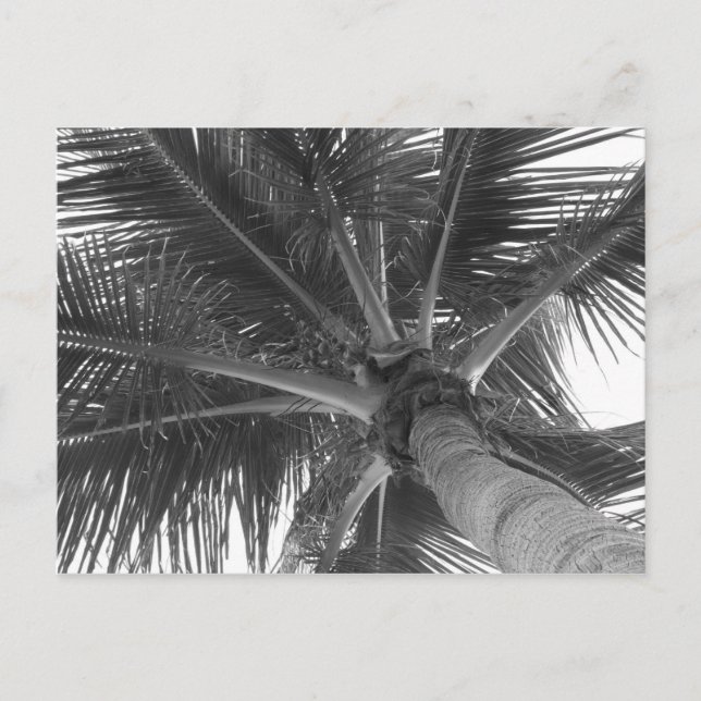Tarjeta postal de Palma en blanco y negro (Anverso)