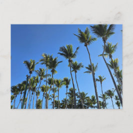 Tarjeta postal de palmera