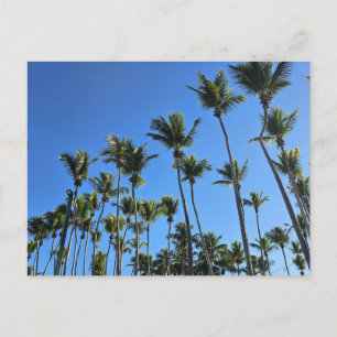 Tarjeta postal de palmera
