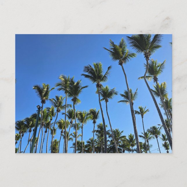 Tarjeta postal de palmera (Anverso)