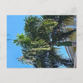 Tarjeta postal de palmera