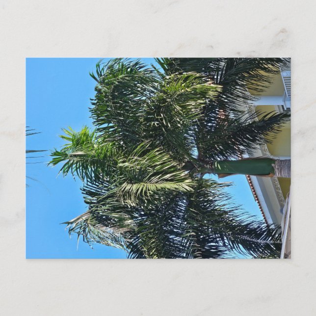 Tarjeta postal de palmera (Anverso)