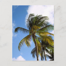 Tarjeta postal de palmera