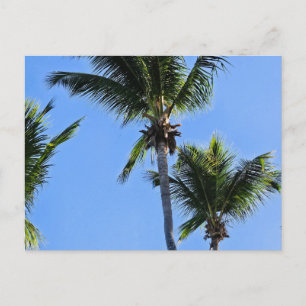 Tarjeta postal de palmera