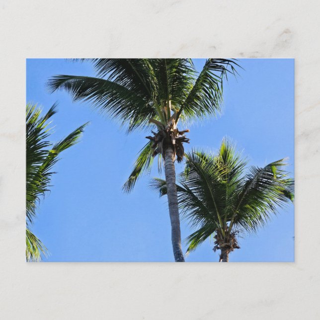 Tarjeta postal de palmera (Anverso)