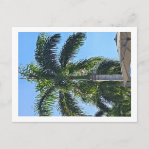 Tarjeta postal de palmera