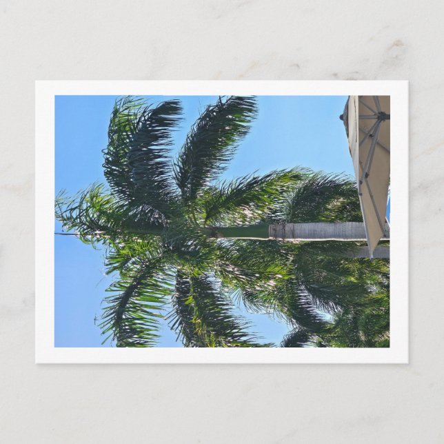 Tarjeta postal de palmera (Anverso)