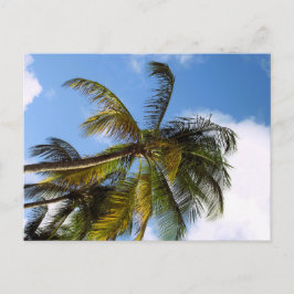 Tarjeta postal de palmera