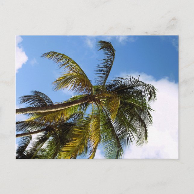 Tarjeta postal de palmera (Anverso)