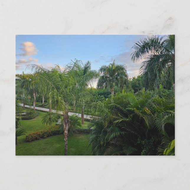 Tarjeta postal de palmera (Anverso)