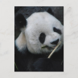 Tarjeta postal de panda lindo comiendo bambú