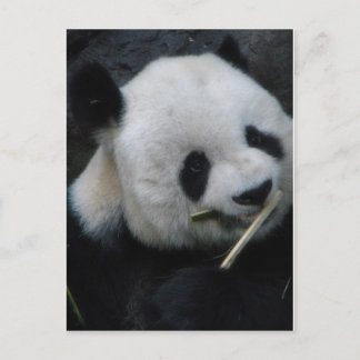 Tarjeta postal de panda lindo comiendo bambú