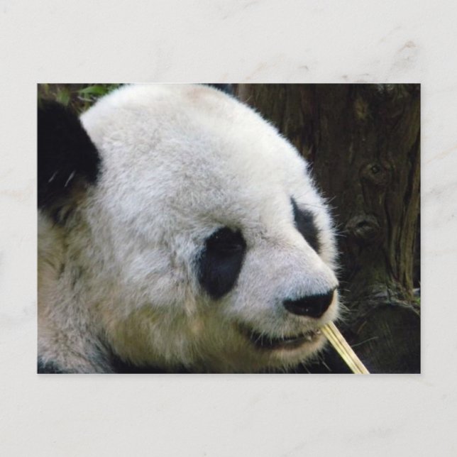 Tarjeta postal de Panda Lookee-Loo (Anverso)
