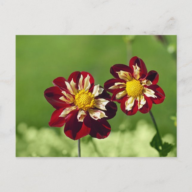 Tarjeta postal de pareja (Anverso)