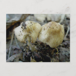 Tarjeta postal de pareja de hongos