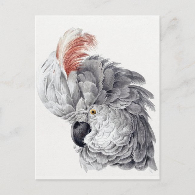 Tarjeta postal de Parrot (Anverso)