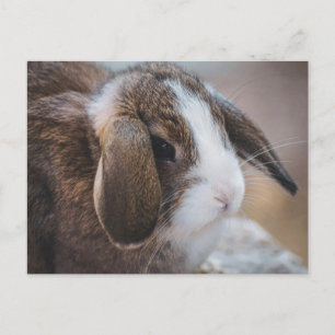 Tarjeta postal de Pascua de conejo Bunny lindo