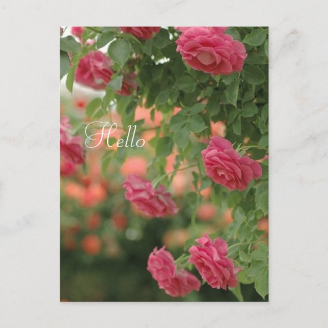 Tarjeta postal de pasión rosa (Anverso)