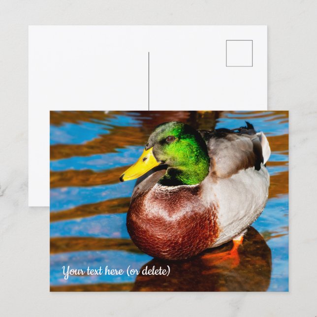 Tarjeta postal de patito dulce (Anverso / Reverso)