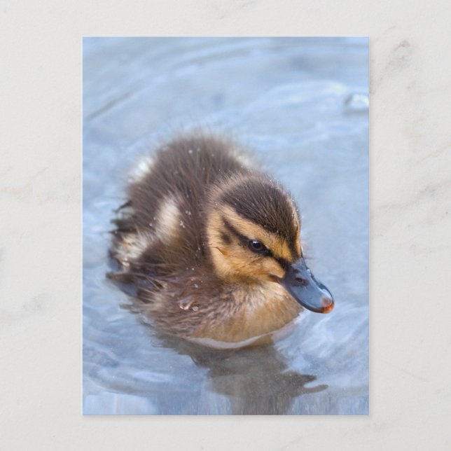Tarjeta postal de patito nadando (Anverso)