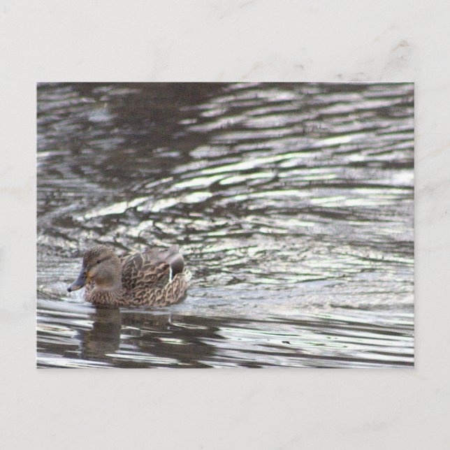Tarjeta postal de pato (Anverso)
