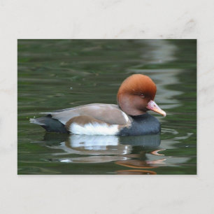 tarjeta postal de pato en el río