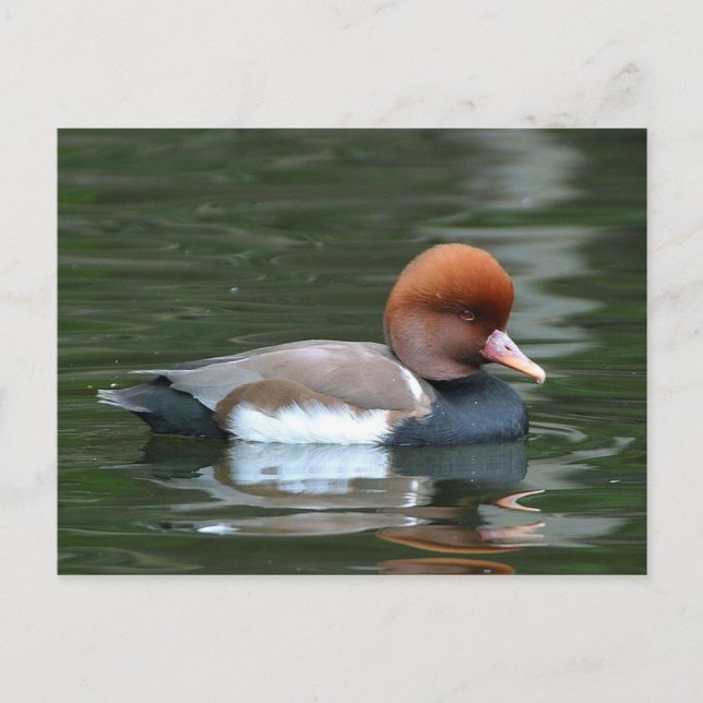 tarjeta postal de pato en el río (Anverso)