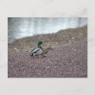 Tarjeta postal de patos