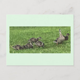 Tarjeta postal de patos en la hierba