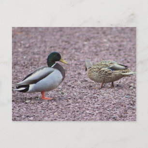 Tarjeta postal de patos reales