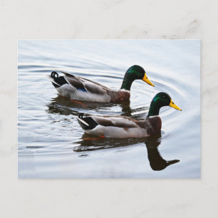 Tarjeta postal de patos reales en el agua