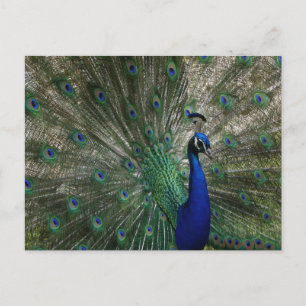 Tarjeta postal de pavo real