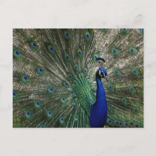 Tarjeta postal de pavo real (Anverso)