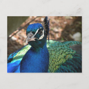Tarjeta postal de Peacock
