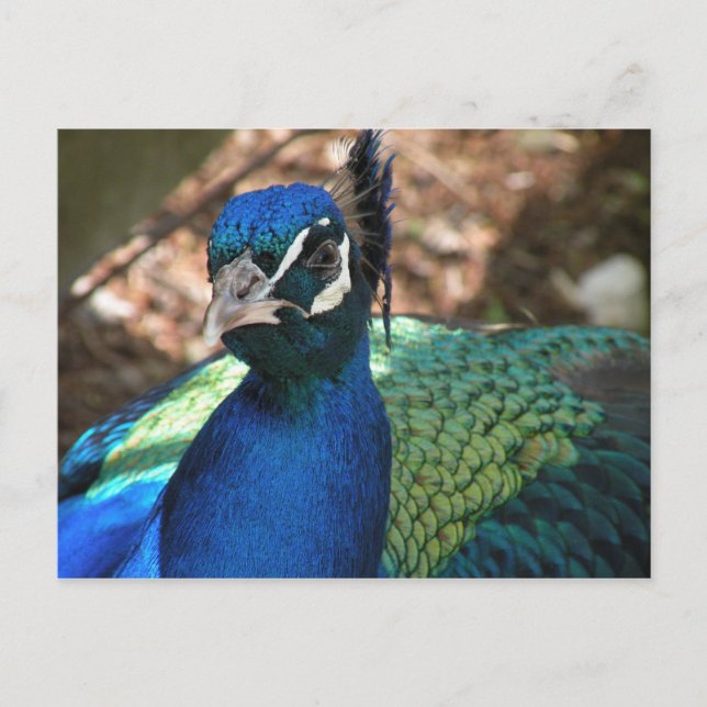 Tarjeta postal de Peacock (Anverso)
